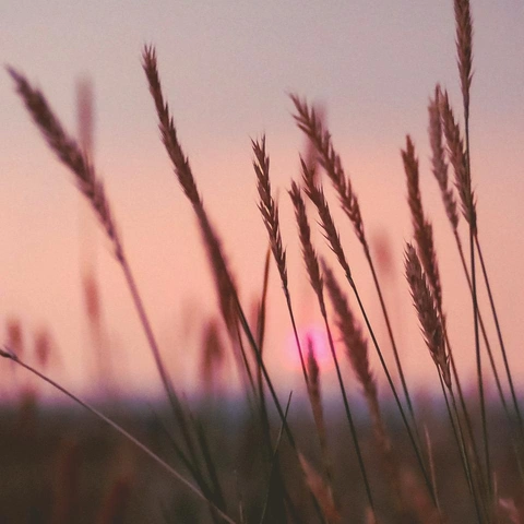 Coverbild für Golden Shores