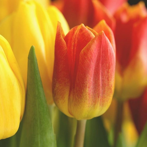 Arte da capa para Skyline Shuffle