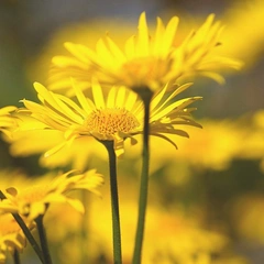 Cover art for Fuel the Fire Inside