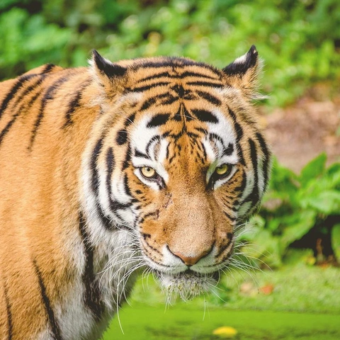 A Hero's Journeyのジャケット画像