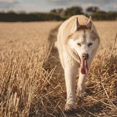 Winding Roads and Warm Sun
