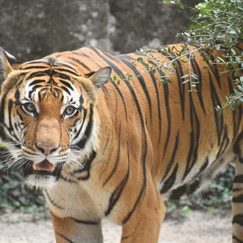 Cover art for Age of Reckoning