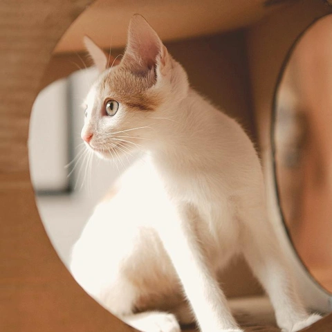 Pochette pour Tranquil Echo