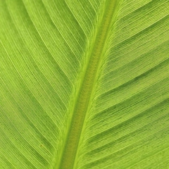 Bright Side of the Grid