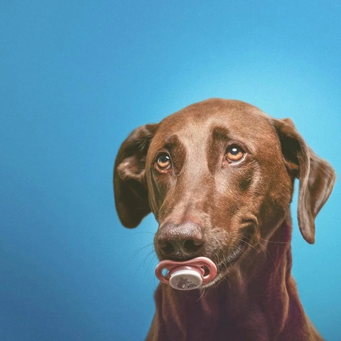 Coverbild für Rooftop Reps