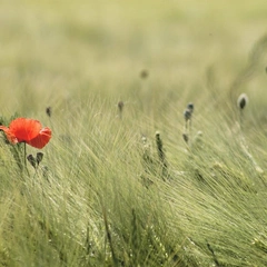 Where the River Bends