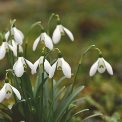 Piano of Falling Stars