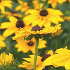 Sunset Highway Smile