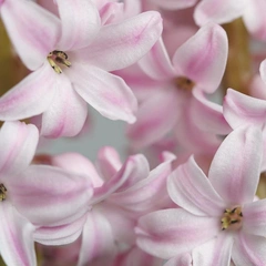 Hope Between Raindrops