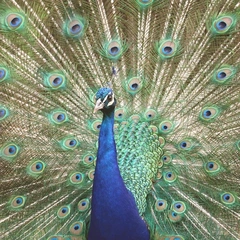 Shadow of the Last Trumpet