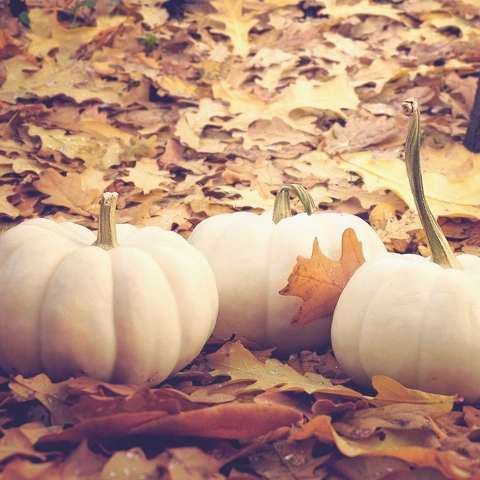 Pochette pour Snowfall on the Turntable