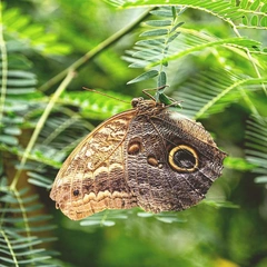 Forest of Quiet Light