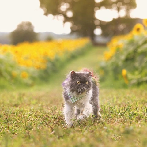 Cover art for Mississippi Trick