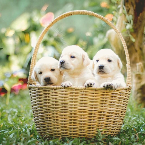 Pochette pour Disco Dumbbell