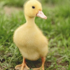 Cover art for Tiny Island Parade