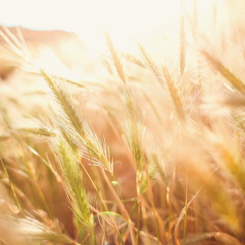 Cover art for Prairie Promise