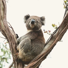 Sneaky Swinging Stories