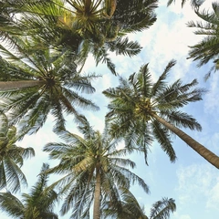 Cover art for Virtual Horizon