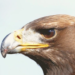 A Grand and Gentle Unfolding