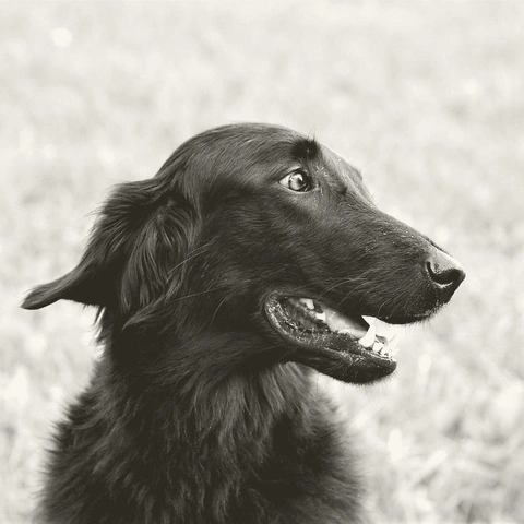 Portada para Island In The Day