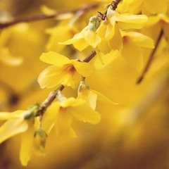 Christmas Morning Music Box