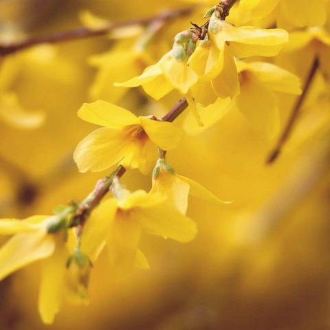 Coverbild für Christmas Morning Music Box