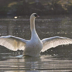 From Silence We Rise