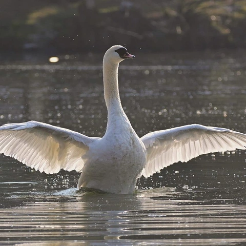 From Silence We Riseのジャケット画像