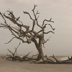 Cover art for Threnody for Two Shadows