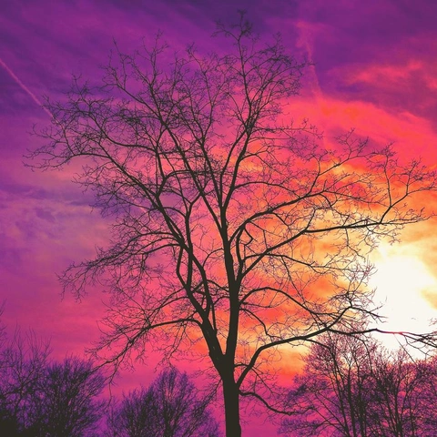 Neon Empire Risingのジャケット画像