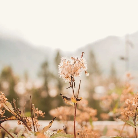 Morning Stillnessのジャケット画像