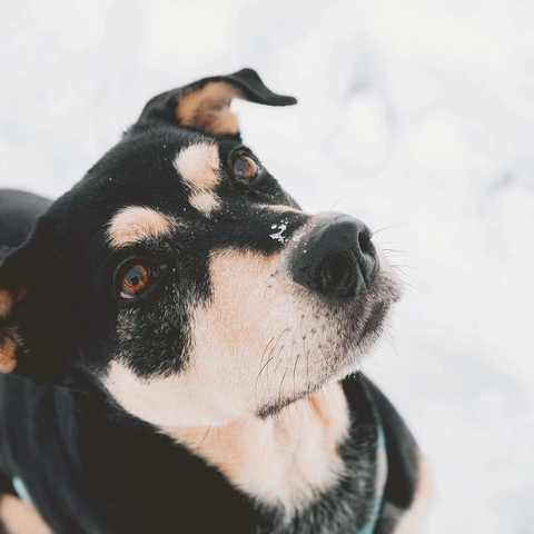 Pochette pour Pixel Arcade Dreams