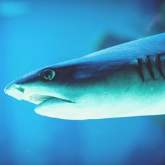 Digital Dawn of Wonder