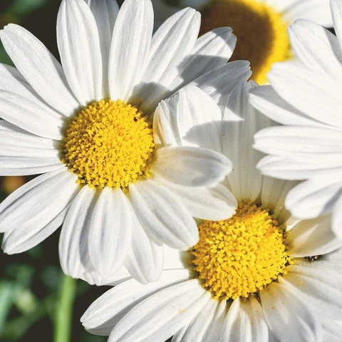 Cover art for Soft Morning Hope