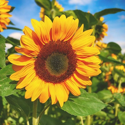 Pochette pour Baritone Synth