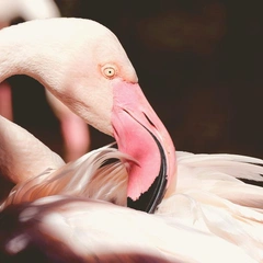 Crystal Puzzle Garden