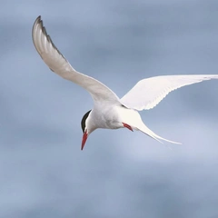 Whispered Forest Memories