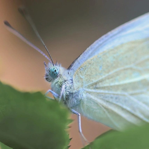 Cover art for Quiet Innovation