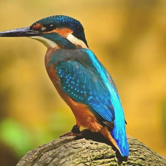 Threads of Still Water