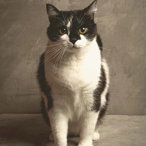 Arte da capa para Spyglass and Swing Doors