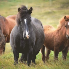 Whispering Woods of Wonder