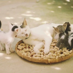 Clapping in the Kitchen