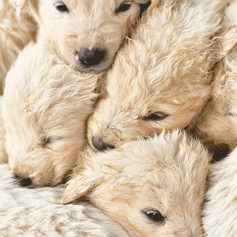 Arte da capa para Pocket Arcade