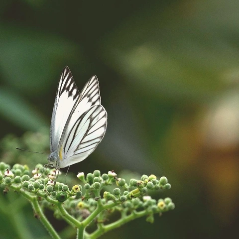 Portada para Lingering Thoughts