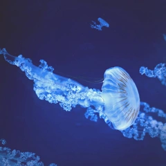 Breath of a Distant Valley