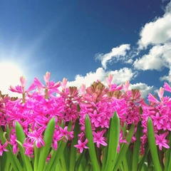 Island in the Sunlight