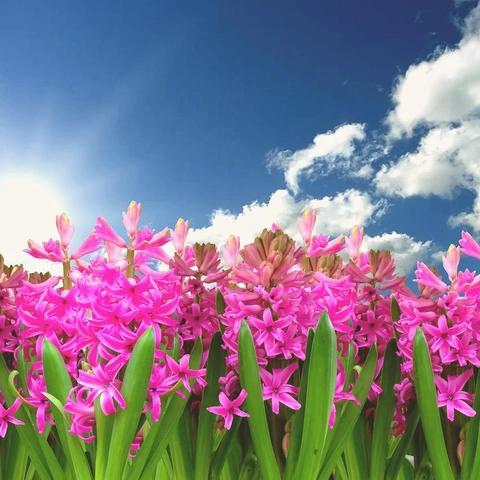 Cover art for Island in the Sunlight