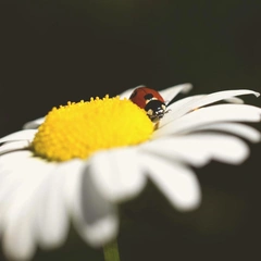 Easygoing City Skyline