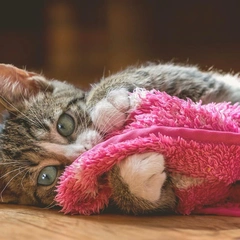 Here Comes The Party