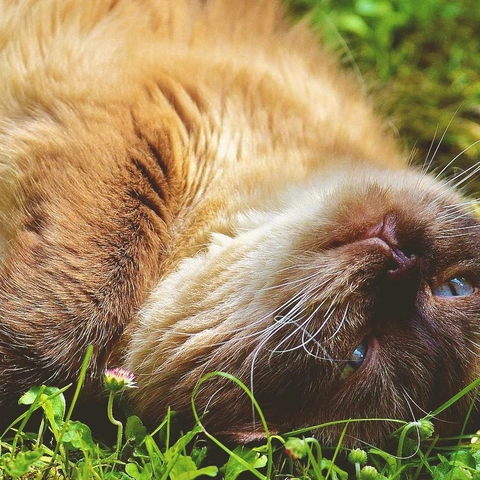 Bright Pixels Aheadのジャケット画像